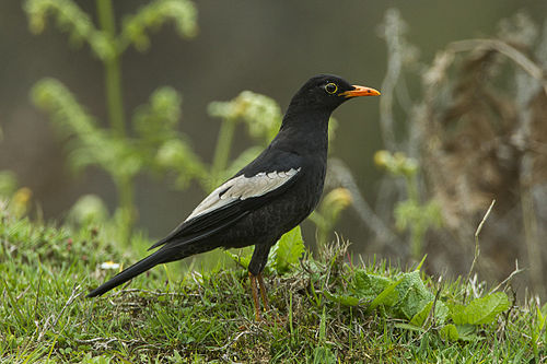 Grey-winged blackbird